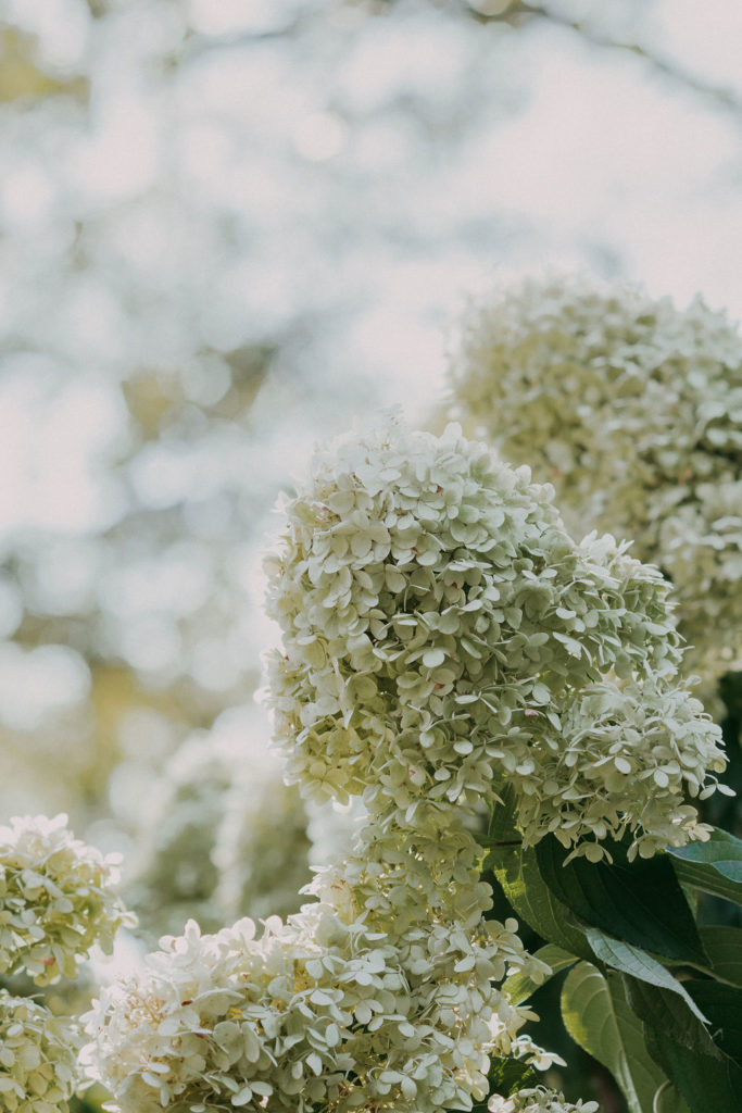 Wollam Gardens Wedding